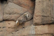 Biology of the Rattlesnakes 2011