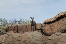 Biology of the Rattlesnakes 2011