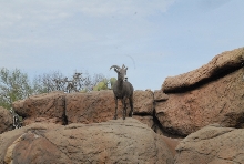 Biology of the Rattlesnakes 2011