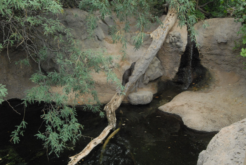 Biology of the Rattlesnakes 2011