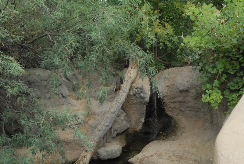 Biology of the Rattlesnakes 2011