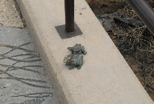 Biology of the Rattlesnakes 2011