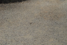 Biology of the Rattlesnakes 2011