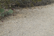 Biology of the Rattlesnakes 2011