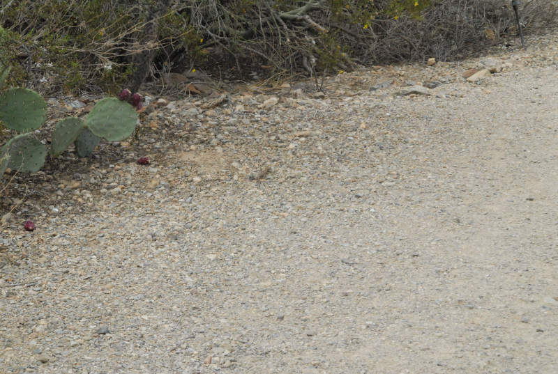 Biology of the Rattlesnakes 2011