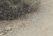 Biology of the Rattlesnakes 2011