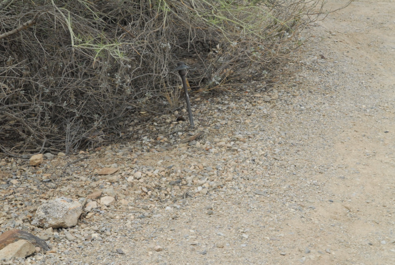 Biology of the Rattlesnakes 2011