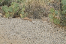 Biology of the Rattlesnakes 2011