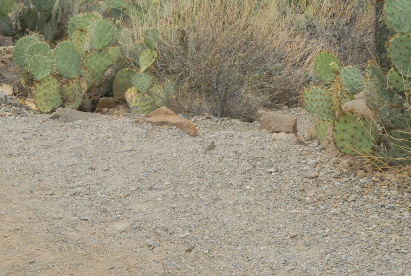 Biology of the Rattlesnakes 2011