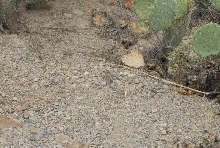 Biology of the Rattlesnakes 2011