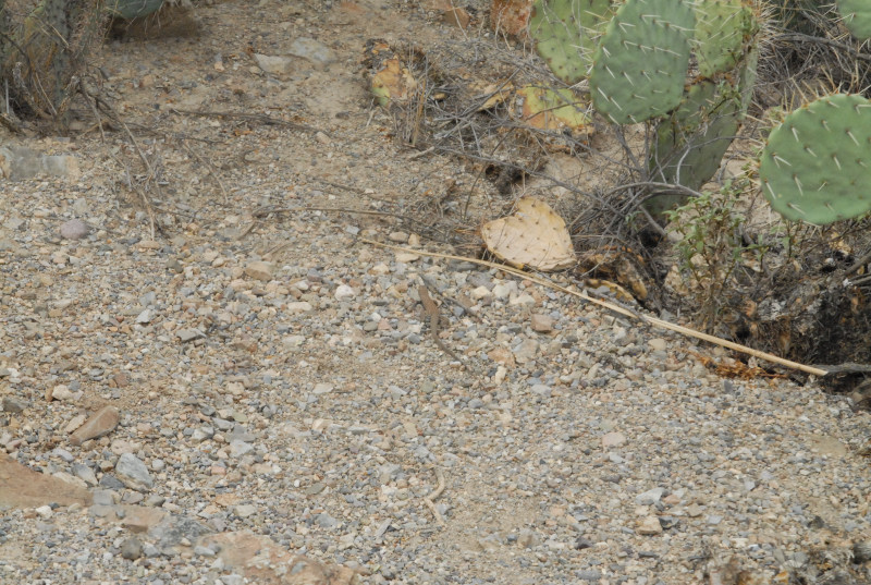 Biology of the Rattlesnakes 2011