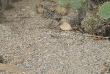 Biology of the Rattlesnakes 2011