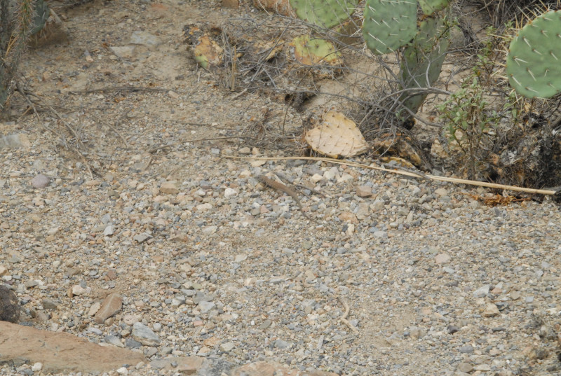 Biology of the Rattlesnakes 2011