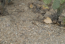 Biology of the Rattlesnakes 2011
