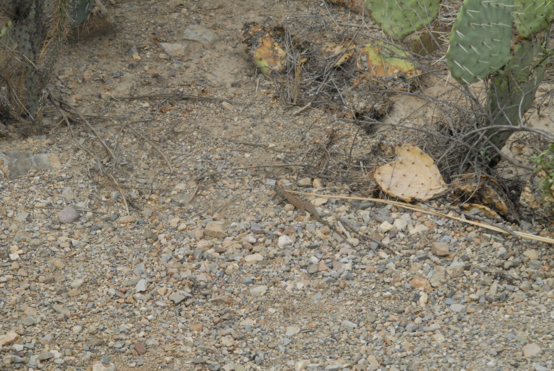 Biology of the Rattlesnakes 2011