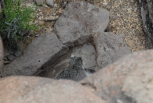 Biology of the Rattlesnakes 2011