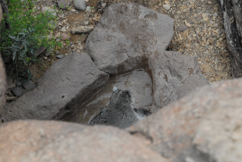 Biology of the Rattlesnakes 2011