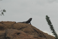 Biology of the Rattlesnakes 2011