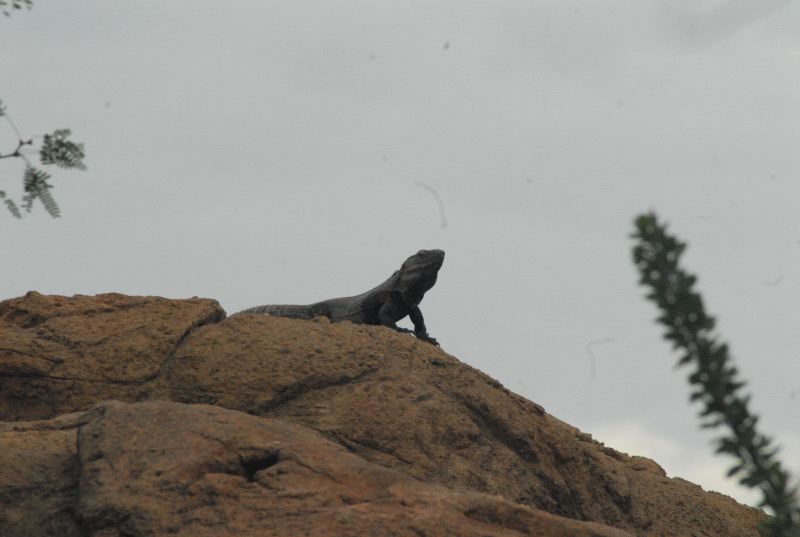 Biology of the Rattlesnakes 2011