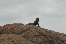 Biology of the Rattlesnakes 2011