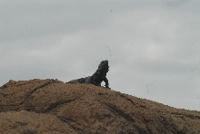 Biology of the Rattlesnakes 2011