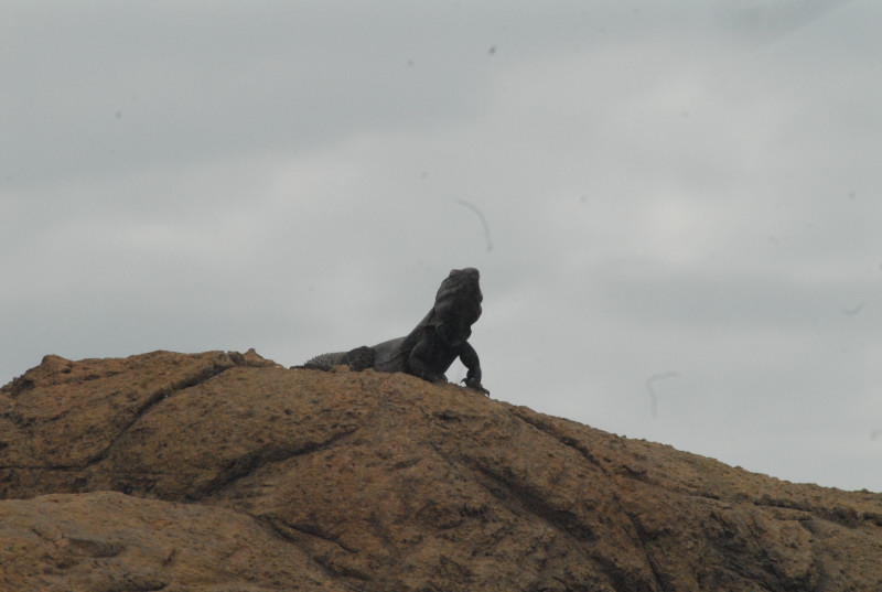 Biology of the Rattlesnakes 2011