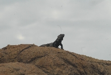 Biology of the Rattlesnakes 2011