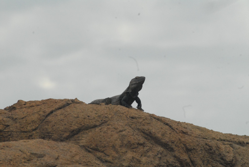 Biology of the Rattlesnakes 2011