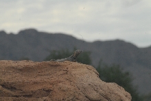 Biology of the Rattlesnakes 2011