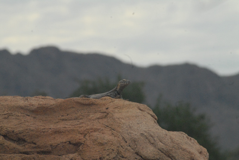 Biology of the Rattlesnakes 2011