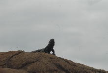 Biology of the Rattlesnakes 2011