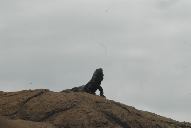 Biology of the Rattlesnakes 2011