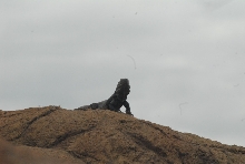 Biology of the Rattlesnakes 2011