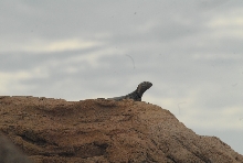 Biology of the Rattlesnakes 2011