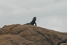 Biology of the Rattlesnakes 2011