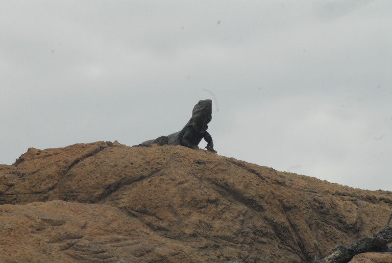 Biology of the Rattlesnakes 2011