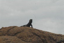 Biology of the Rattlesnakes 2011