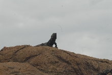 Biology of the Rattlesnakes 2011