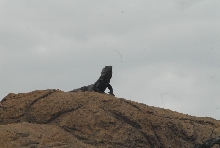 Biology of the Rattlesnakes 2011