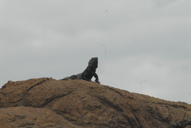 Biology of the Rattlesnakes 2011