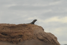 Biology of the Rattlesnakes 2011
