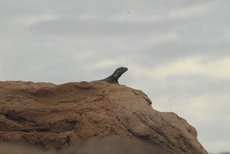 Biology of the Rattlesnakes 2011