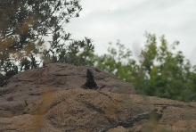 Biology of the Rattlesnakes 2011