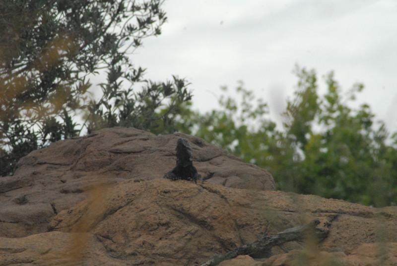 Biology of the Rattlesnakes 2011