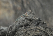 Biology of the Rattlesnakes 2011