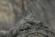 Biology of the Rattlesnakes 2011