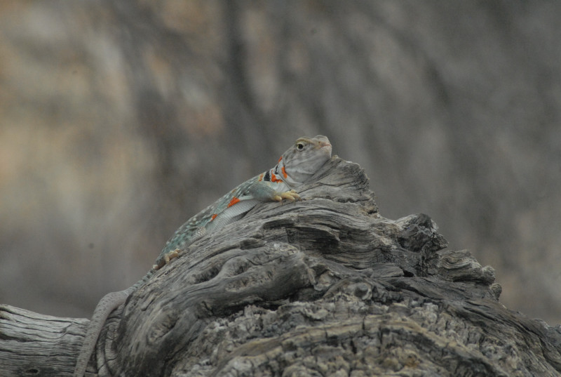 Biology of the Rattlesnakes 2011
