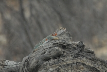 Biology of the Rattlesnakes 2011