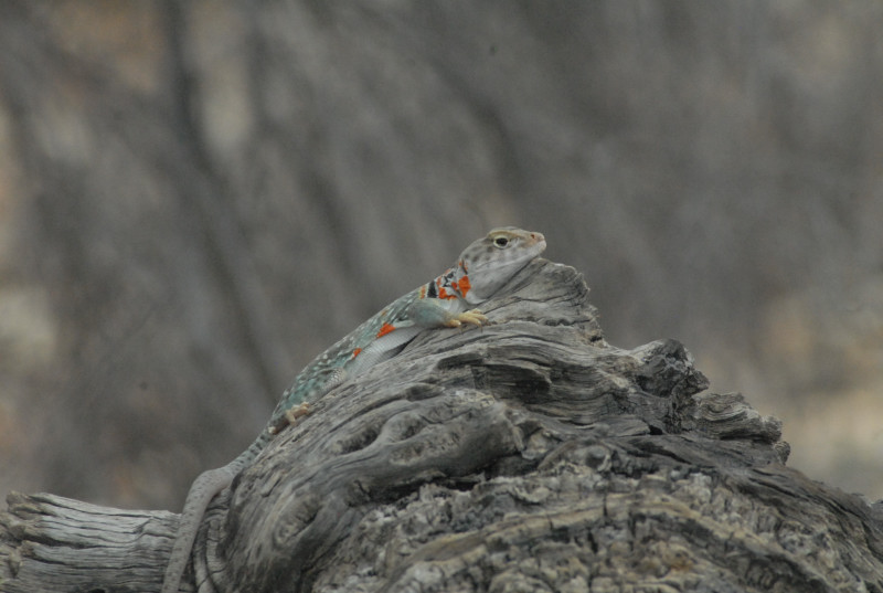 Biology of the Rattlesnakes 2011