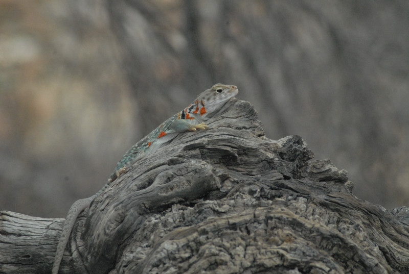 Biology of the Rattlesnakes 2011